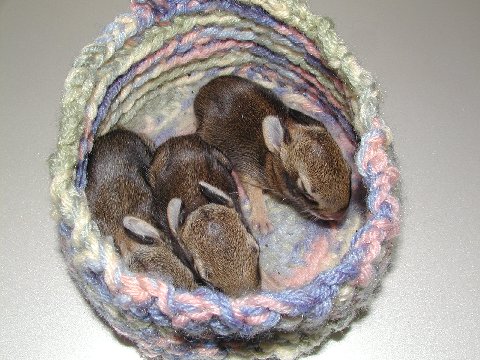 baby bunnies